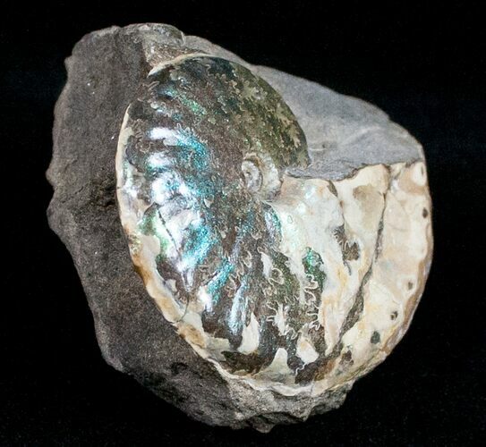 Iridescent Sphenodiscus Ammonite - Green Hues #12100